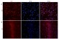 Goat Anti-BDNF Antibody (internal region)